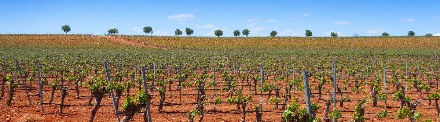 Kastylia la-Mancha, Vino de la Tierra de Castilla