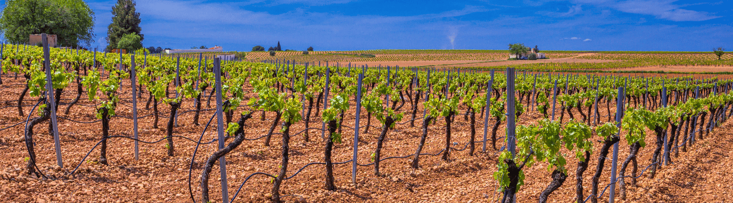 Vino de Espana