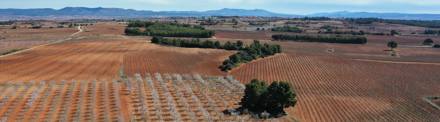 Walencja, Utiel-Requena DO